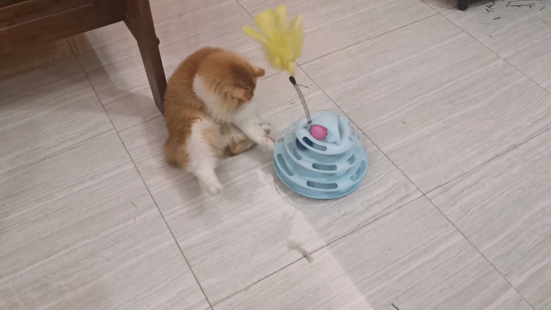 【烧麦】猫猫学会了自己玩耍